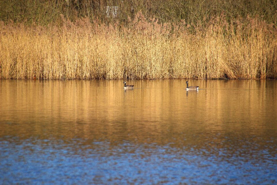 Bank pond nature