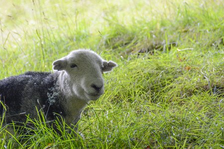 Grass countryside rural photo