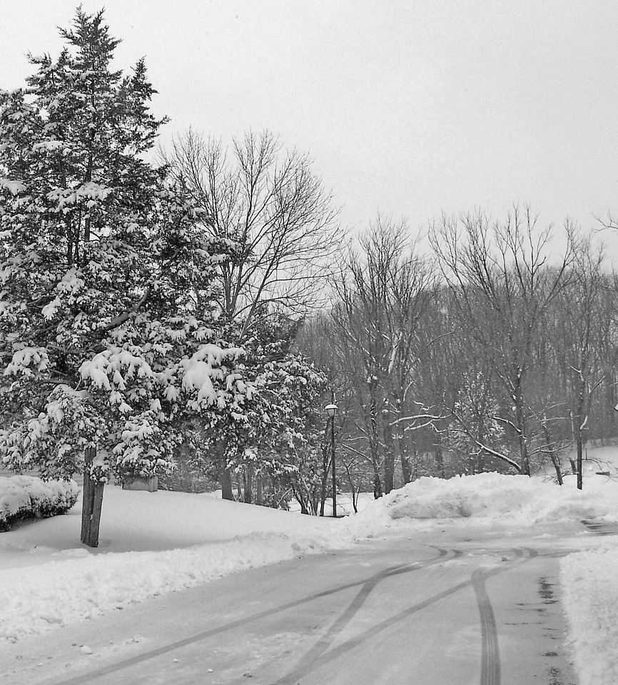 Forest christmas holiday photo