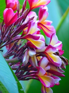 Blossom bloom temple tree