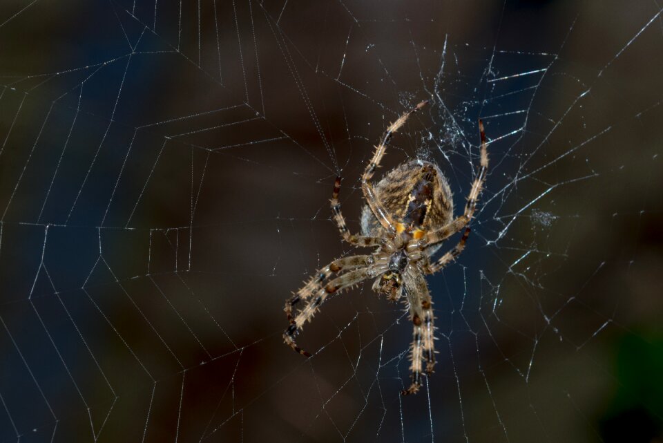 Cobweb close up nature