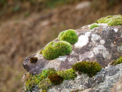 Rock green stone
