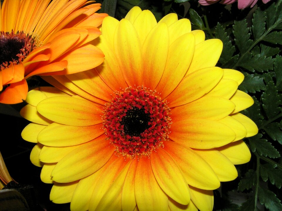 Daisy blooming