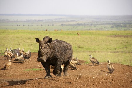 Nairobi national park safari photo