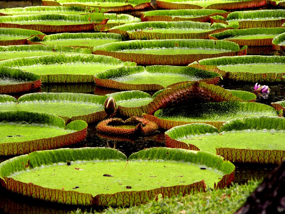 Asia flower green
