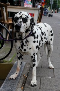 Spots street