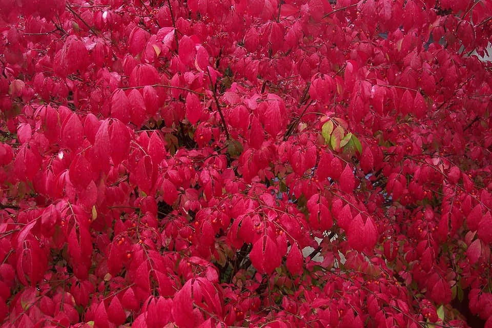 Fall color season