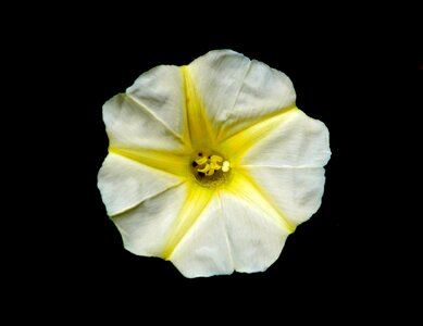 Black background star beauty
