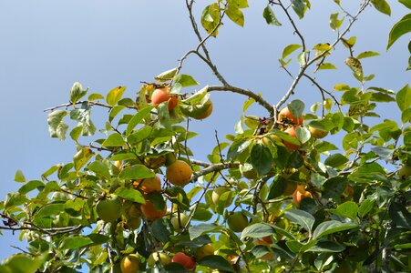Fruits healthy vitamins