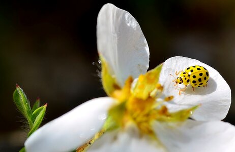 Yellow spotted insect