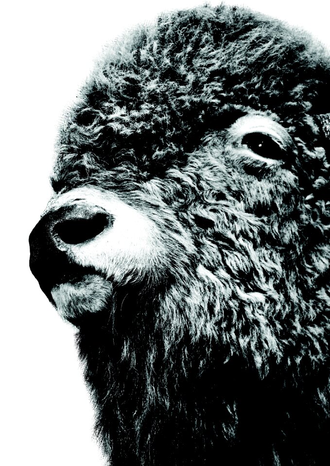 Canada fur animal