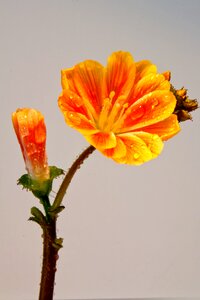 Drop of water orange macro photo