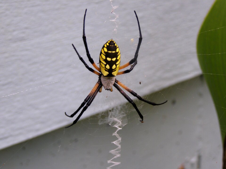 Web insect nature photo