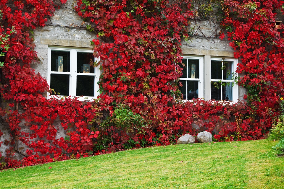Building color cottage