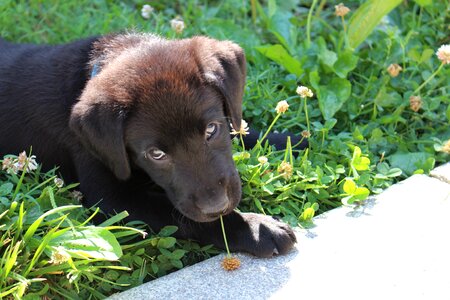 Cute pet retriever
