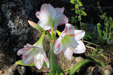 Bloom amaryllis star photo