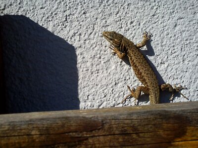 Animal reptile sunbathing photo