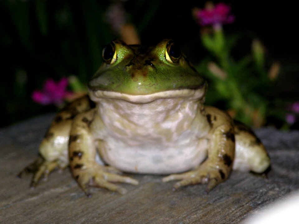 Amphibian animal nature