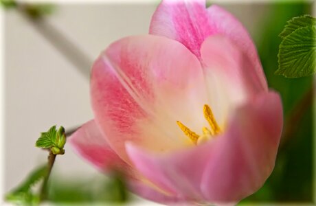 Tender spring blossom photo