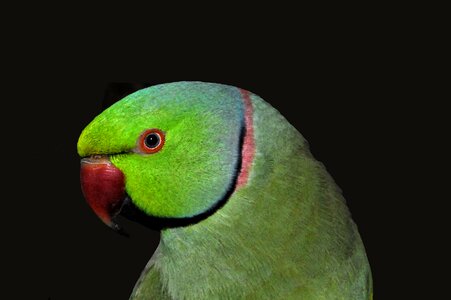 Animals nature green