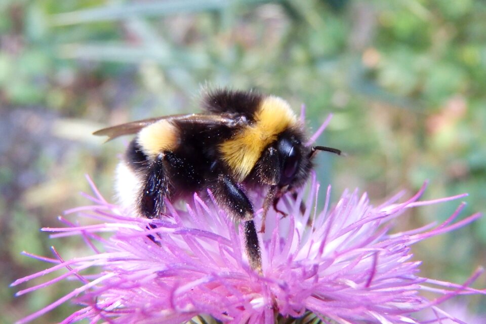 Insect flower nature
