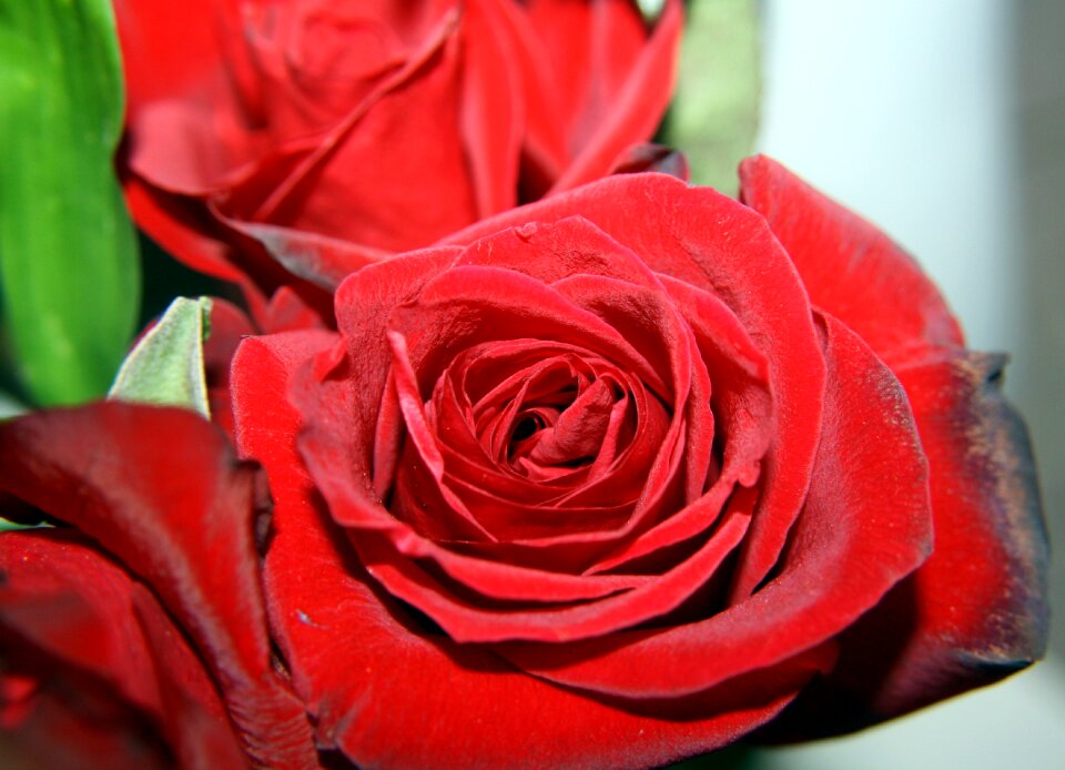 Roses red flowers