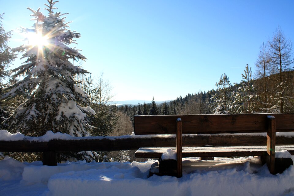 Winter forest snowy lighting photo