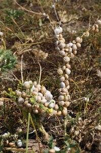 Quiberon point de goulvars snails