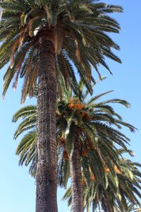 Tree leaves beach