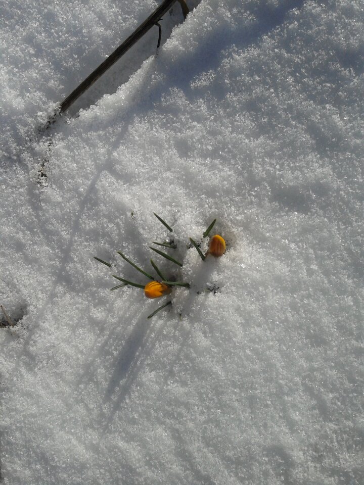 Blossom bloom spring crocus