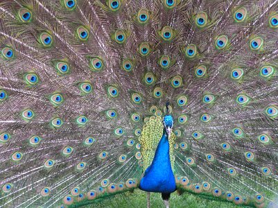 Plumage peafowl pride