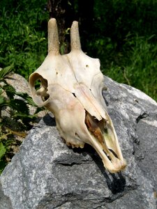 Animal skull bone old photo