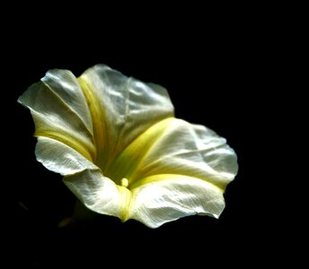 Black background star beauty