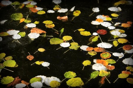 Damp water wetland