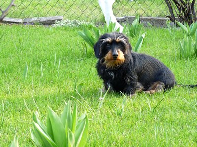 Dog dachshund garden photo