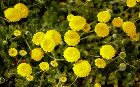Yellow botany islands