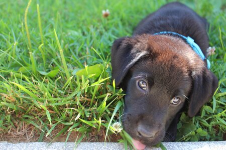 Cute pet retriever