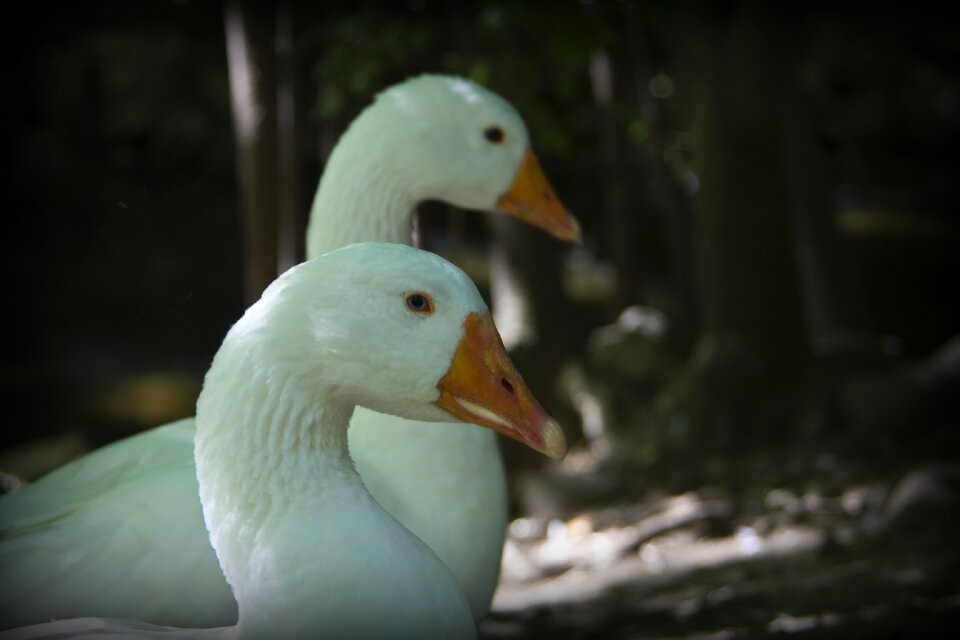 Fauna animals birds