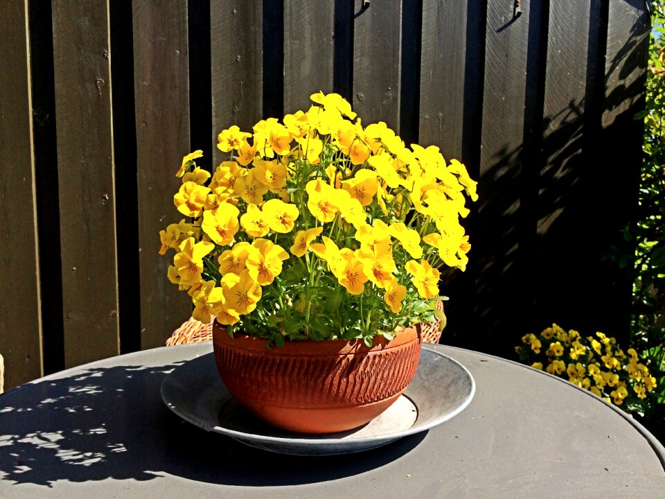 Summer floral colorful