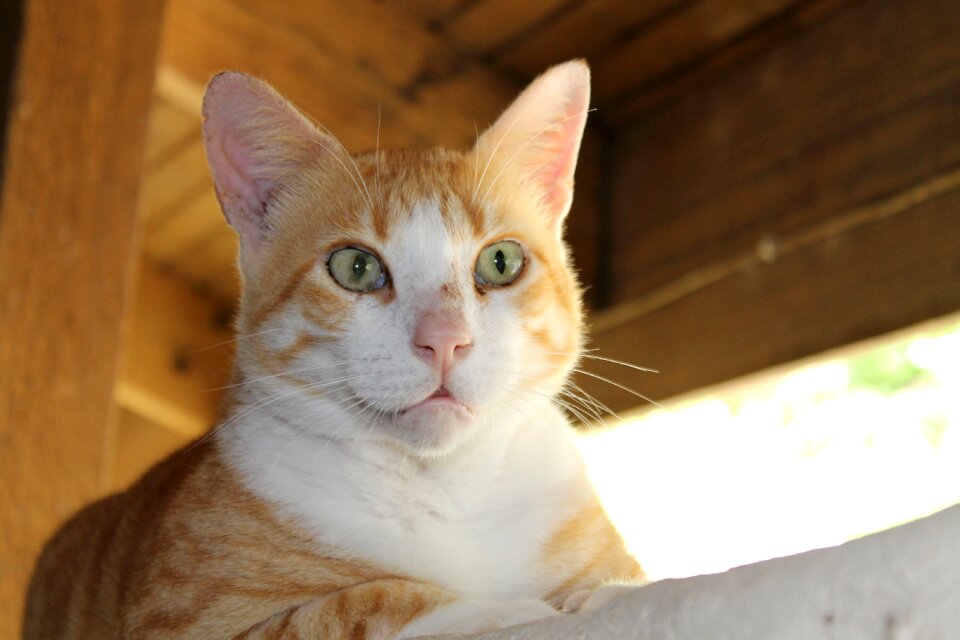 Whiskers eyes green