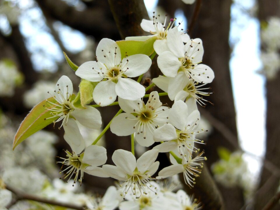 Bloom blossom nature