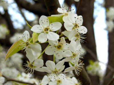 Bloom blossom nature
