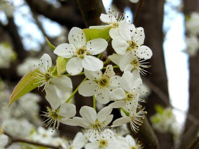 Bloom blossom nature photo