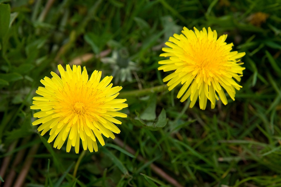 Bloom yellow spring