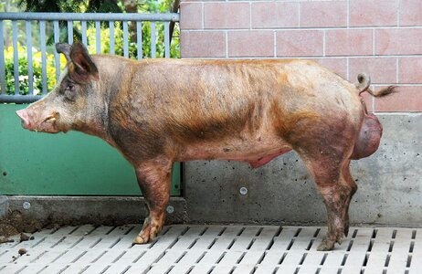 Sow breeding agriculture