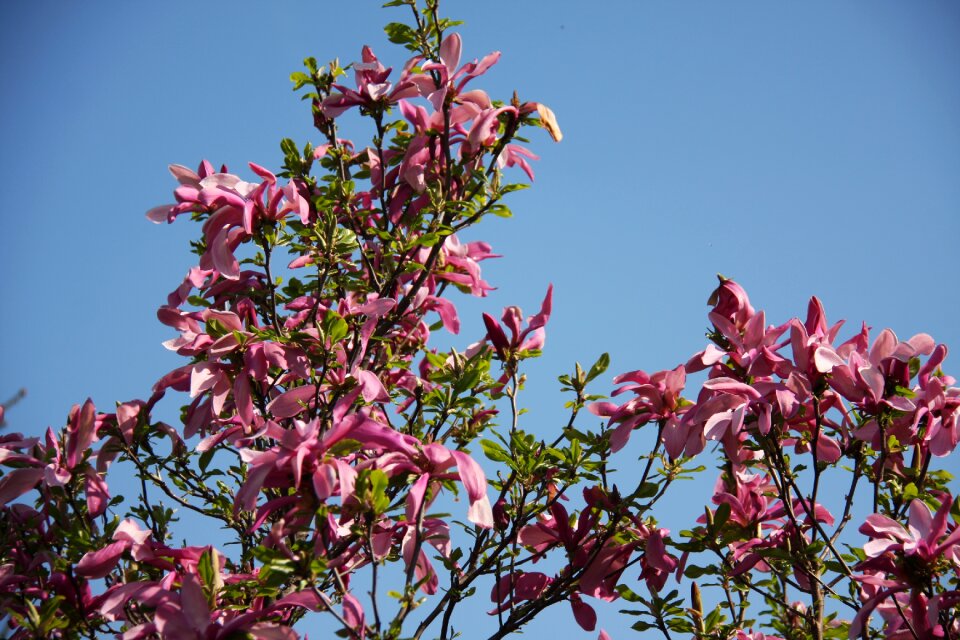 Magnolia flower nature