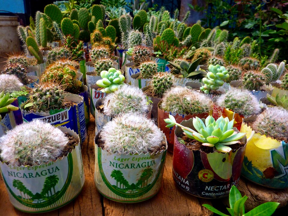 Plant bobbin nicaragua