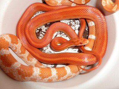Non toxic scale reptile