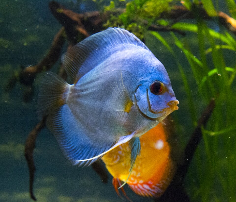 Decorative news aquarium