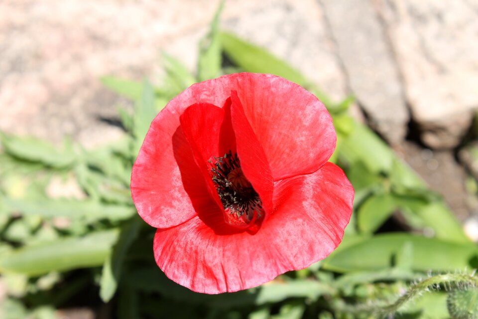 Plant garden flowers
